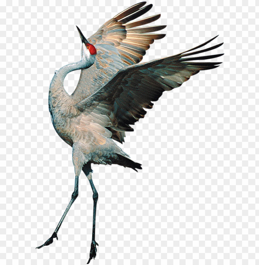 background, birds, texture, eagle, pattern, flying bird, frame