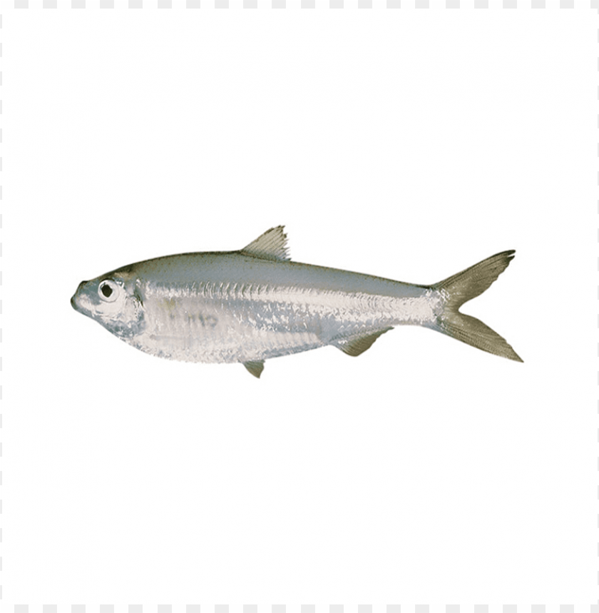 sardine png sardine fish png download sardine images images Background - image ID is 162432