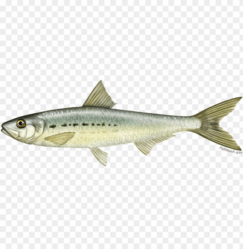 sardine png sardine fish png download sardine images images Background - image ID is 162434