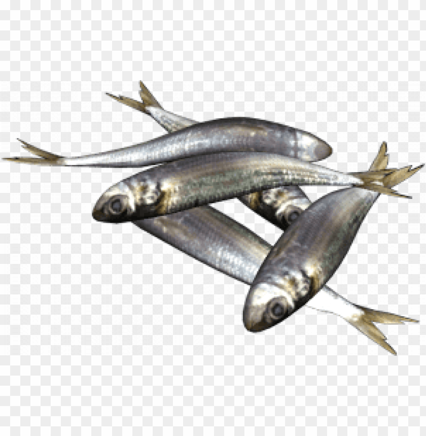 sardine png sardine fish png download sardine images images Background - image ID is 162435