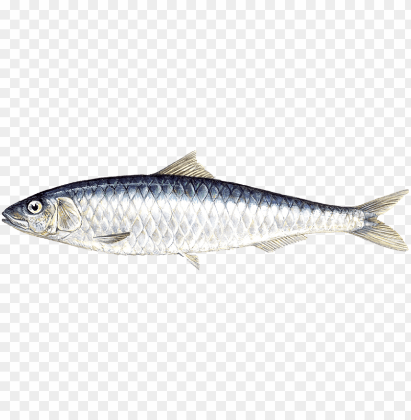 sardine png sardine fish png download sardine images images Background - image ID is 162436