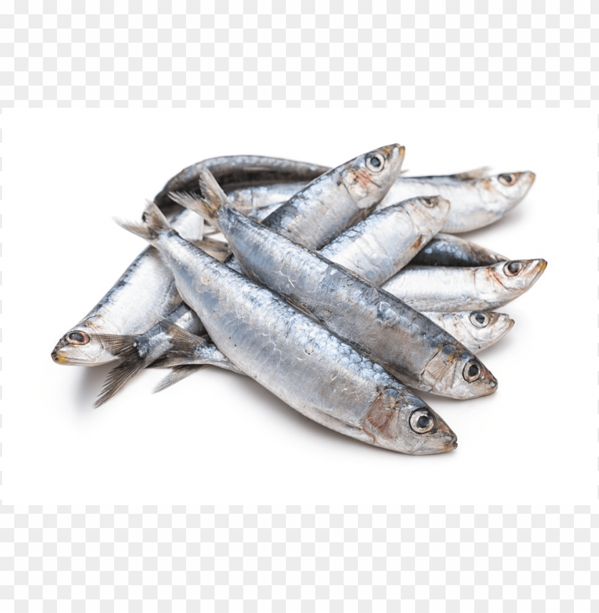 sardine png sardine fish png download sardine images images Background - image ID is 162437