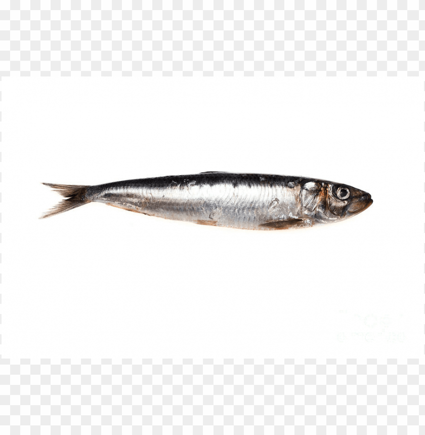 sardine png sardine fish png download sardine images images Background - image ID is 162438
