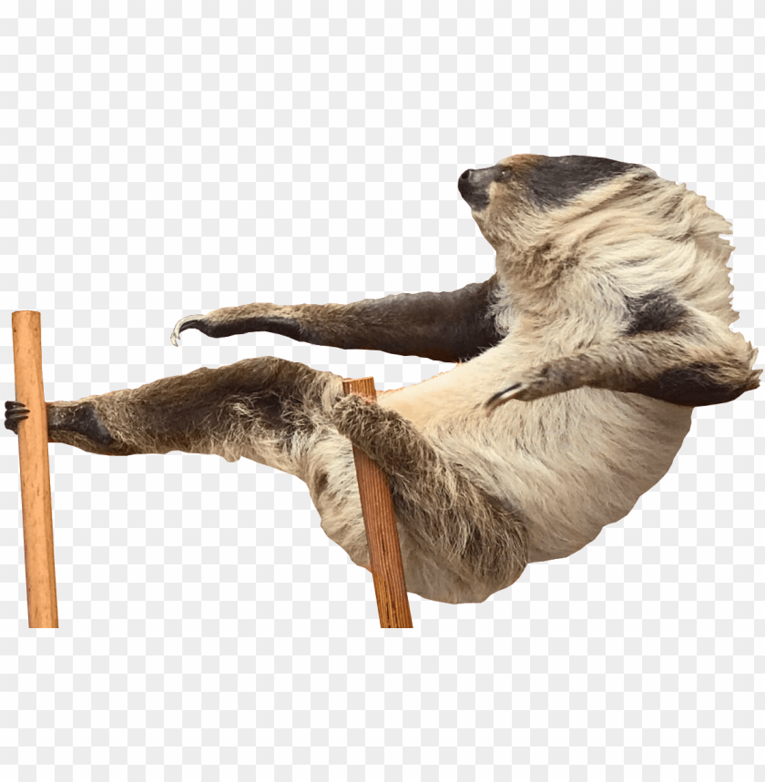 Sbattle Chill Sloth Png Sloth Jokes Pickle Transparent Png Attack Animal Png Image With Transparent Background Toppng - flying sloth roblox