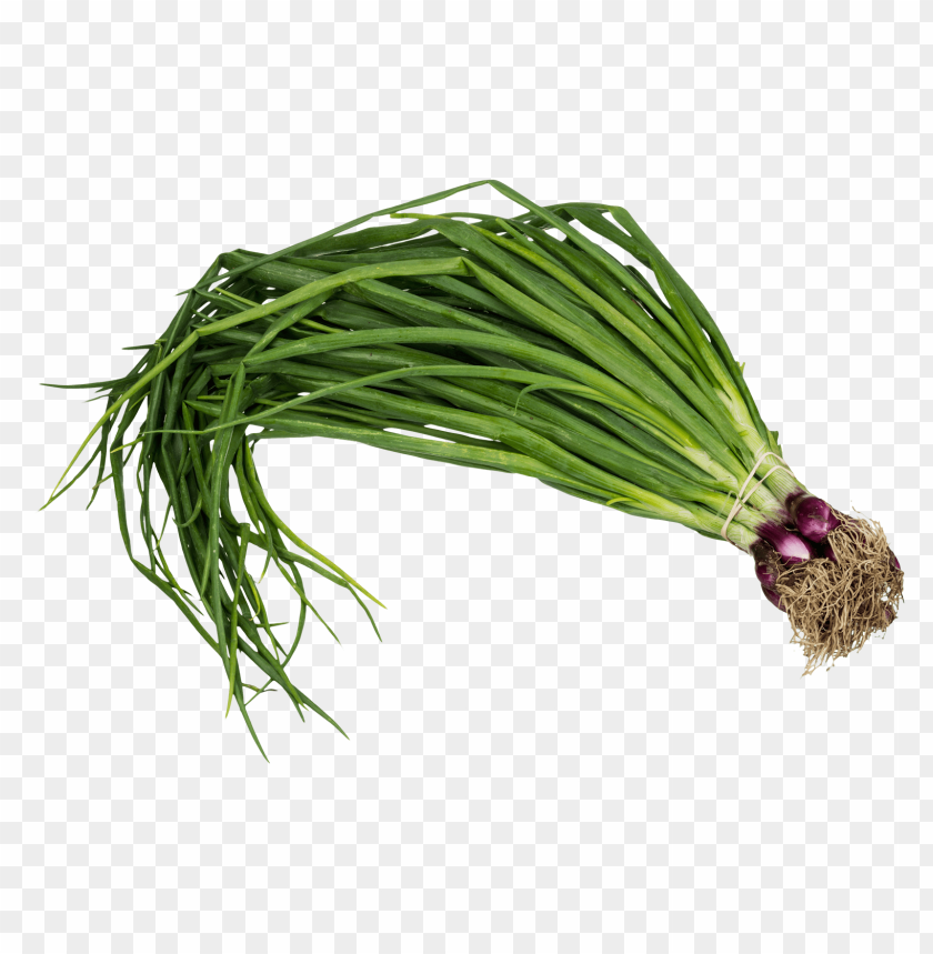 scallion spring onion PNG images with transparent backgrounds - Image ID 12017
