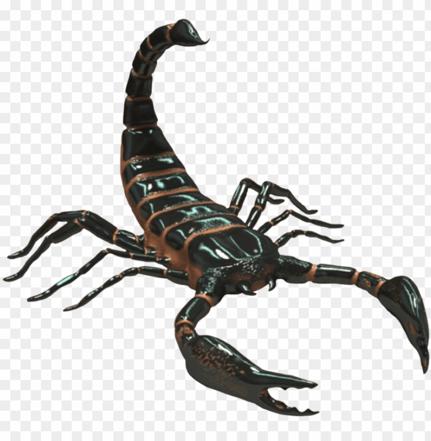 scorpio png photo - scorpion animal PNG image with transparent background |  TOPpng