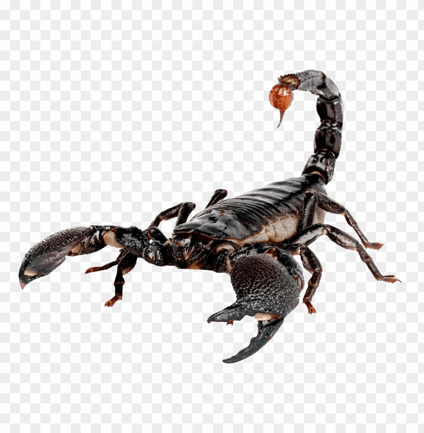 scorpion png images background - Image ID 9947