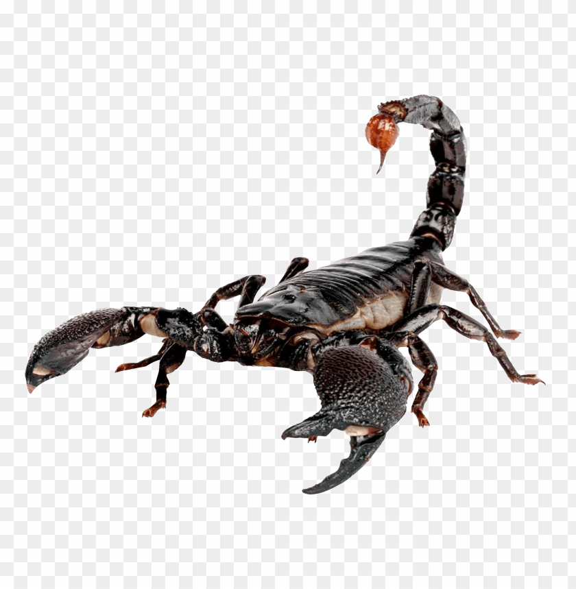 Realistic black scorpion with raised pincers and stinger on a transparent background