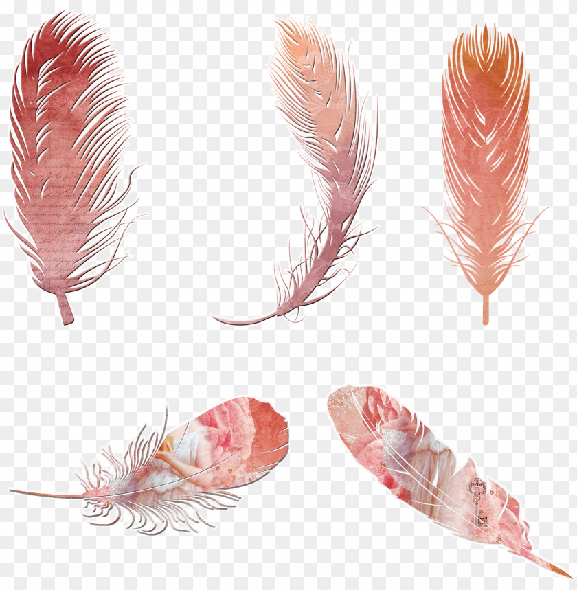Download Scrapbooking Feathers Elements Arrow Bohemian Feathers Jpg Free Clipart Png Image With Transparent Background Toppng