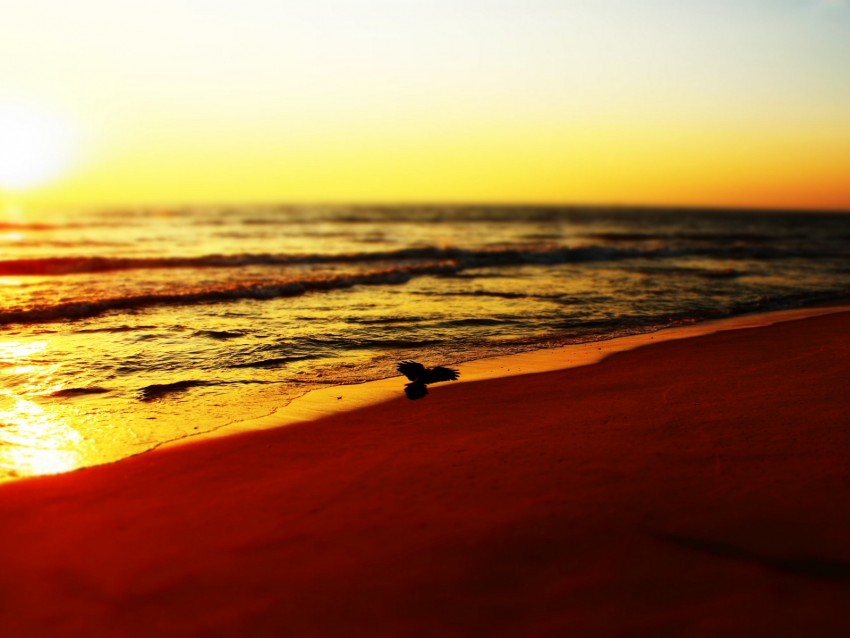 sea, beach, bird, sunset, waves