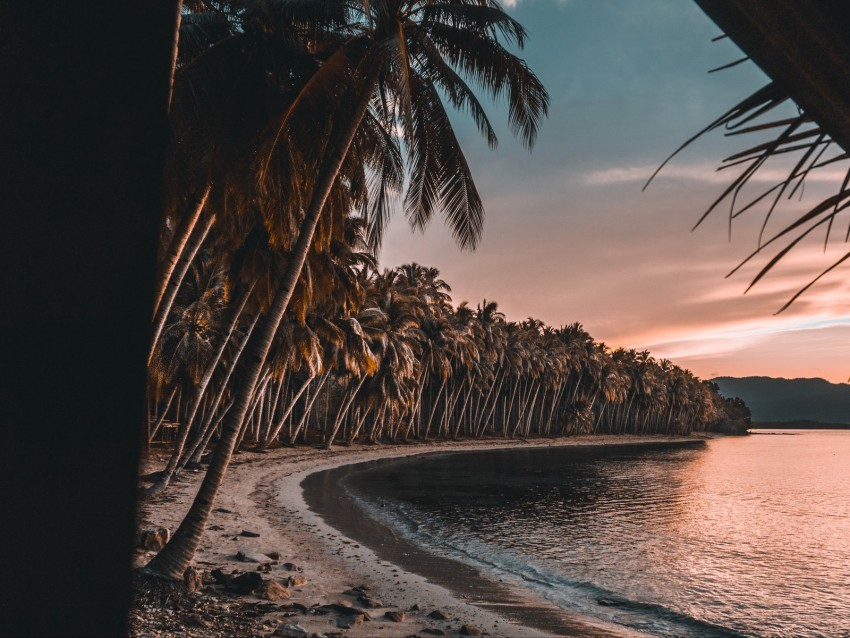 sea, beach, palm trees, sunset, tropics