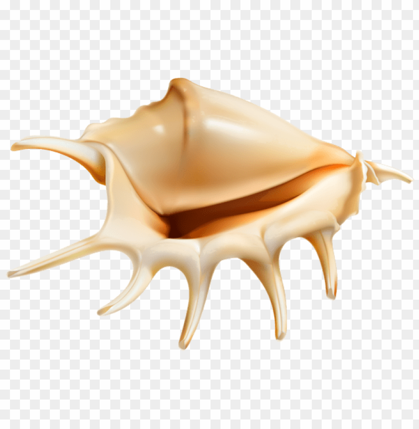 free PNG Download sea conch clipart png photo   PNG images transparent