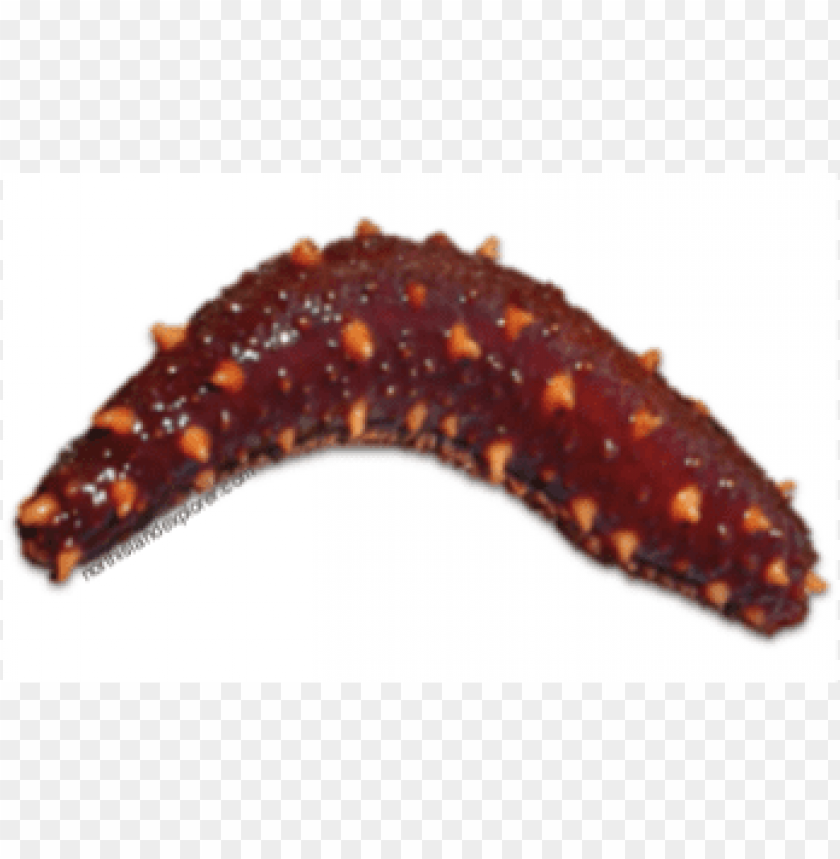 free PNG sea cucumber PNG image with transparent background PNG images transparent