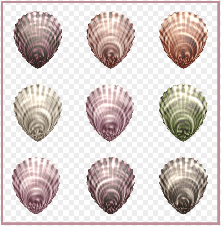 beach, snail shell, sea, turtle shell, ocean, egg shell, clam
