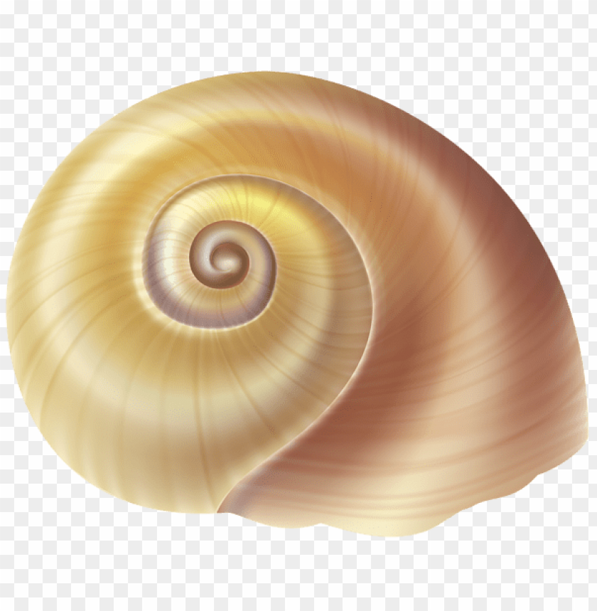 sea snail shell clipart png photo - 56422