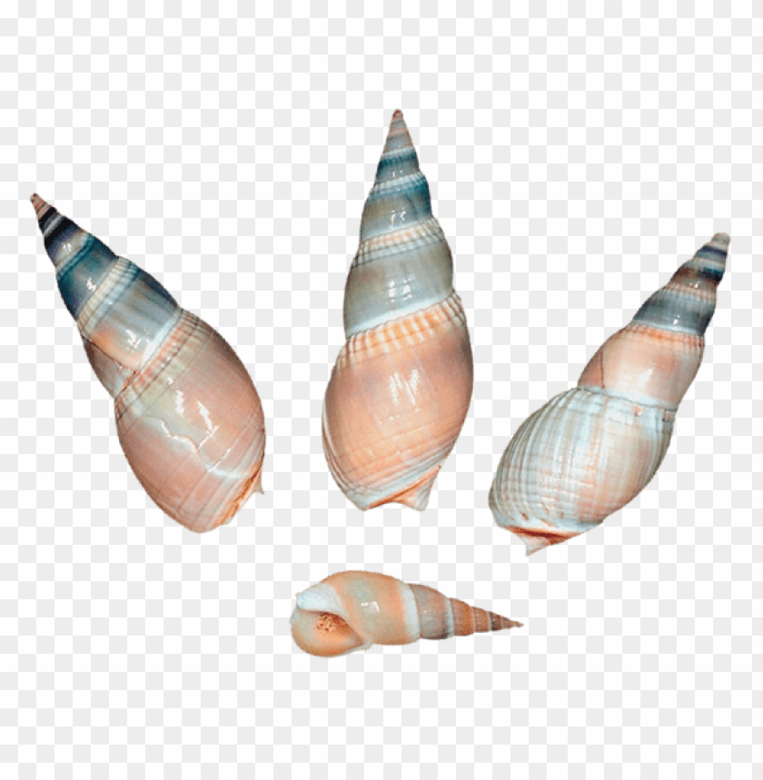 sea snail shells png clipart png photo - 56465