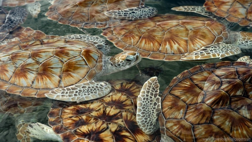 sea swim tortoises turtles wallpaper background best stock photos - Image ID 160638