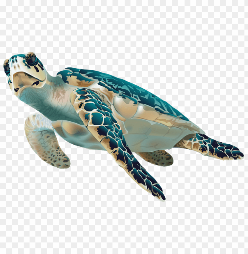 Download sea turtle clipart png photo  @toppng.com