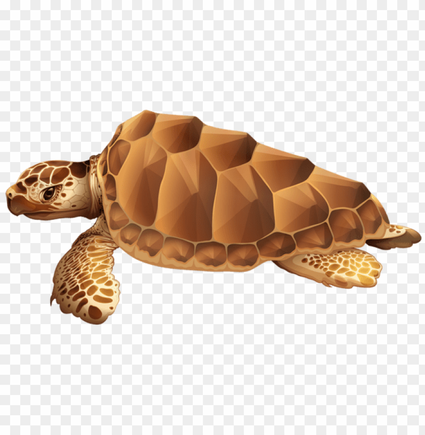 Download sea turtle clipart png photo  @toppng.com