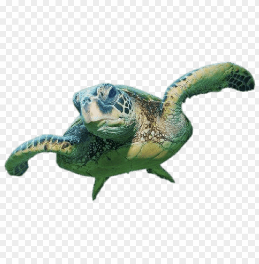 animals, turtles, sea turtle front view, 