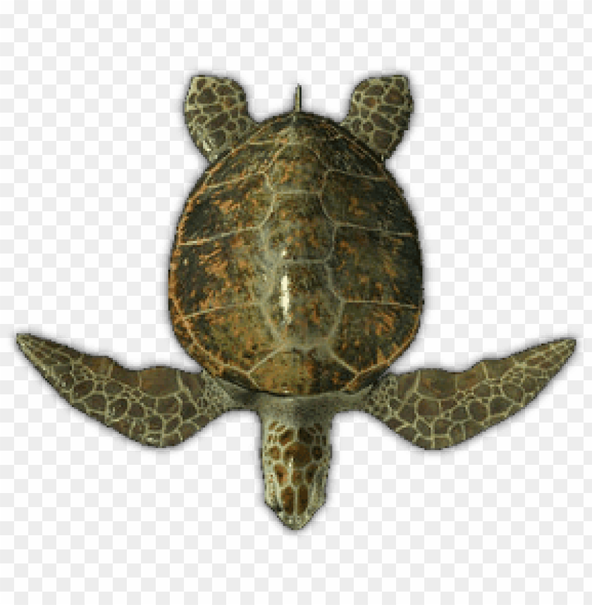 animals, turtles, sea turtle top view, 