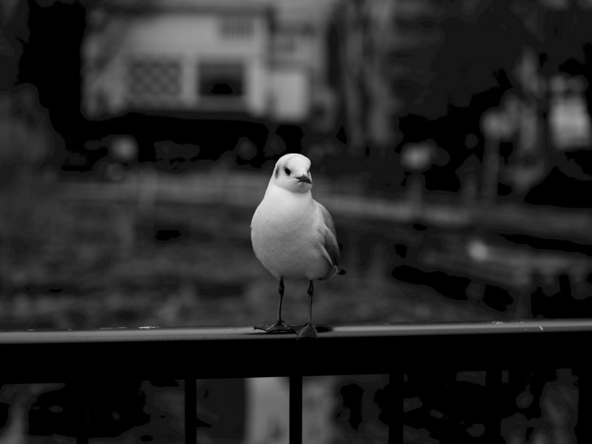 seagull, bird, bw, blur