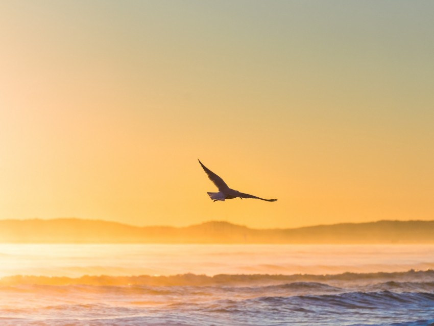 seagull, bird, field, fog, sunset, sea