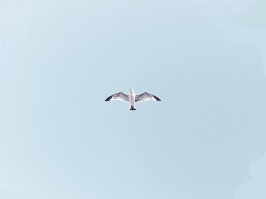 seagull, bird, flight, soar, sky, height