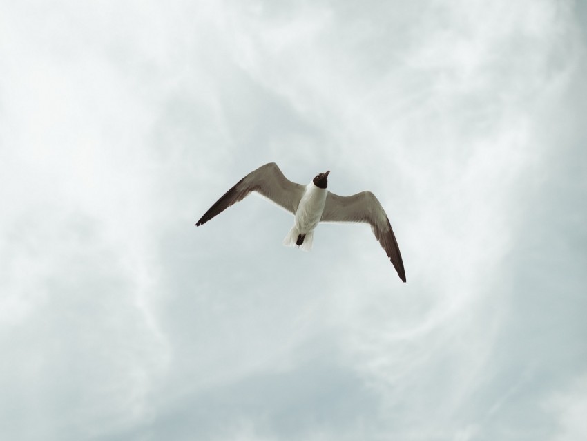 seagull, bird, fly, sky, height