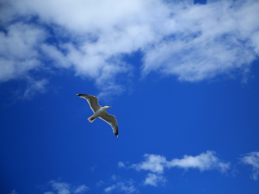 seagull, bird, sky, flight, clouds