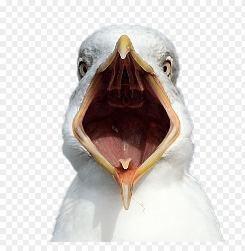 animals, birds, seagulls, seagull open beak, 