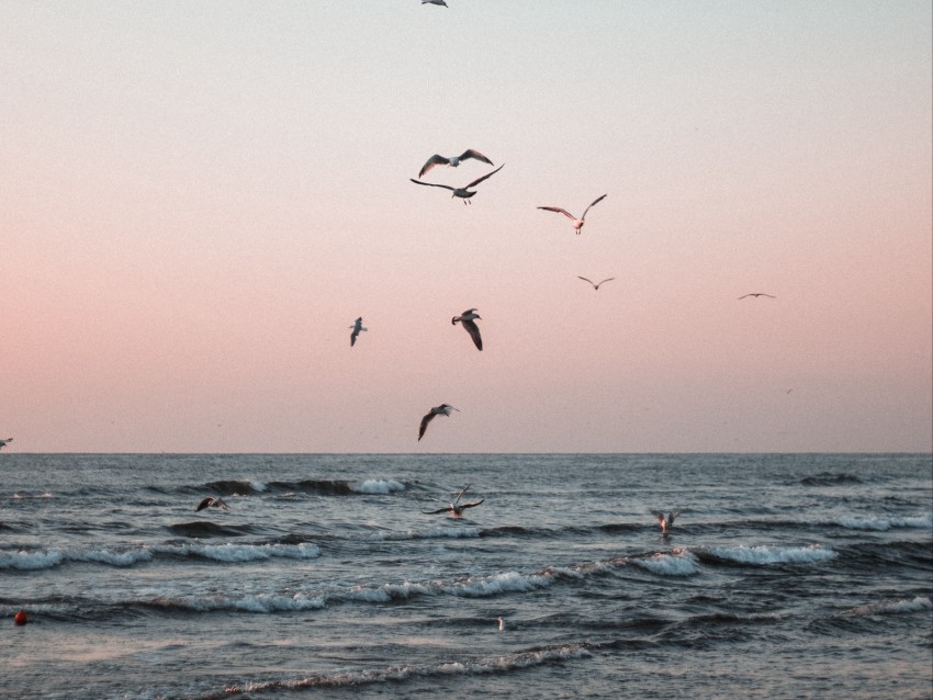 seagulls, birds, sea, waves, coast