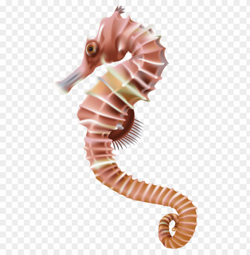 Download seahorse clipart png photo  @toppng.com