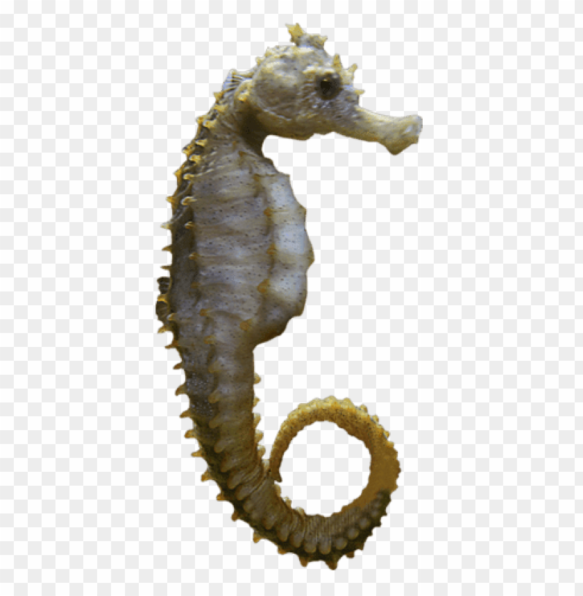 animals, sea, seahorse sideview, 