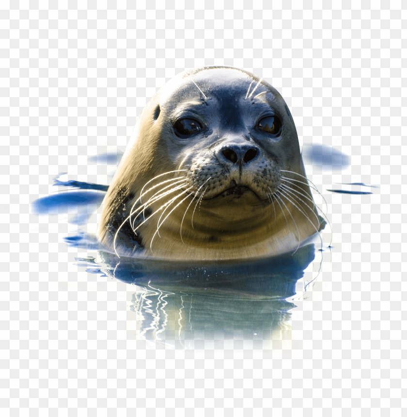 
animals
, 
seal
, 
sea lion
