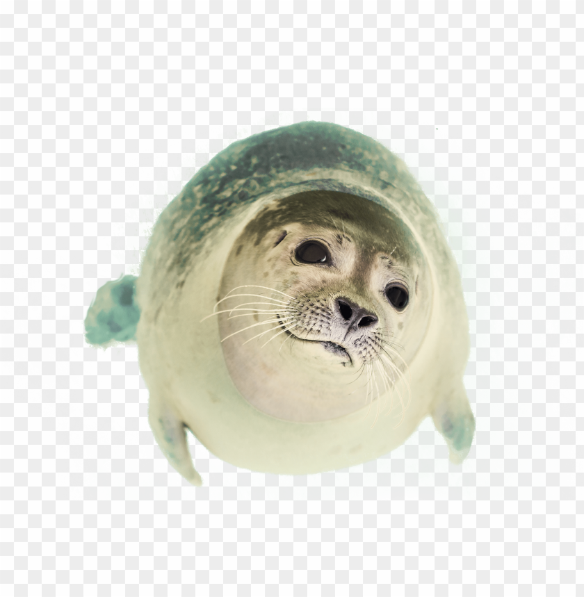 
seal
, 
ocean seal
, 
seal swimming
, 
ocean animal
, 
robbe
