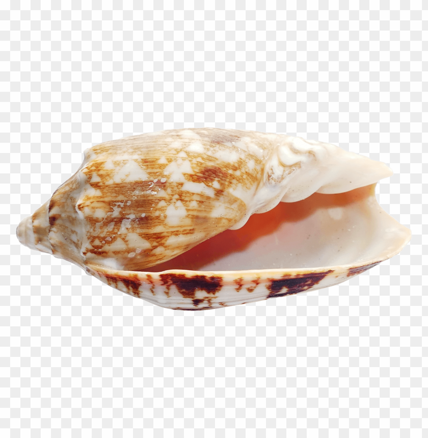 PNG image of seashell with a clear background - Image ID 5811