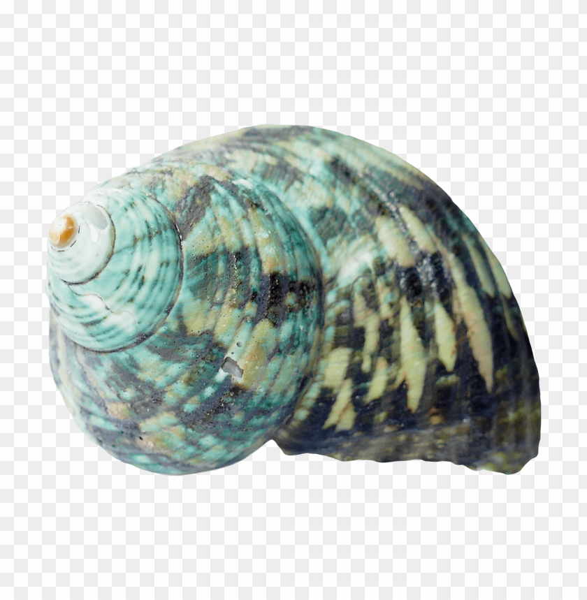 PNG image of seashell with a clear background - Image ID 5822