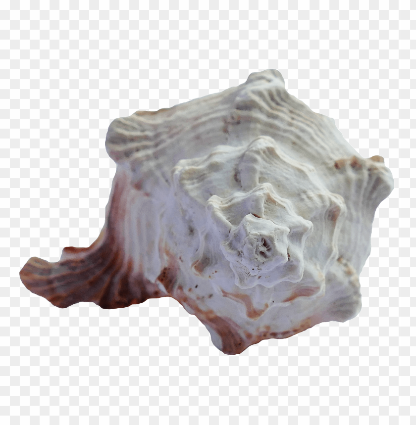 PNG image of seashell with a clear background - Image ID 5824