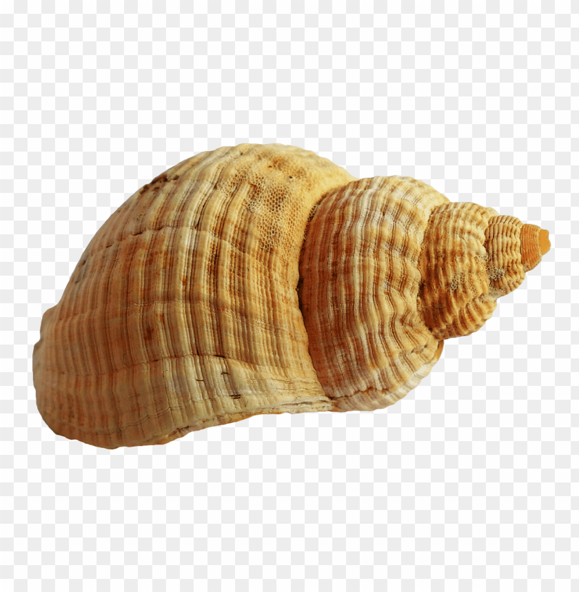 PNG image of seashell with a clear background - Image ID 5825