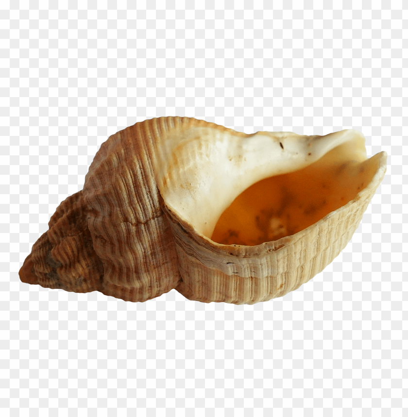 PNG image of seashell with a clear background - Image ID 5826