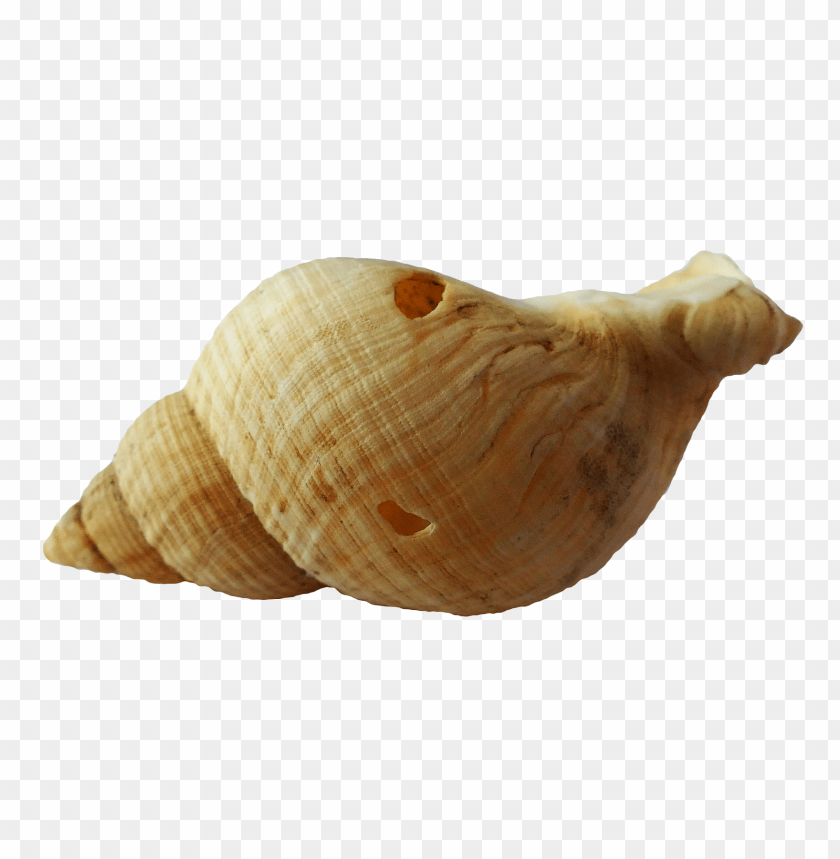 PNG image of seashell with a clear background - Image ID 5827