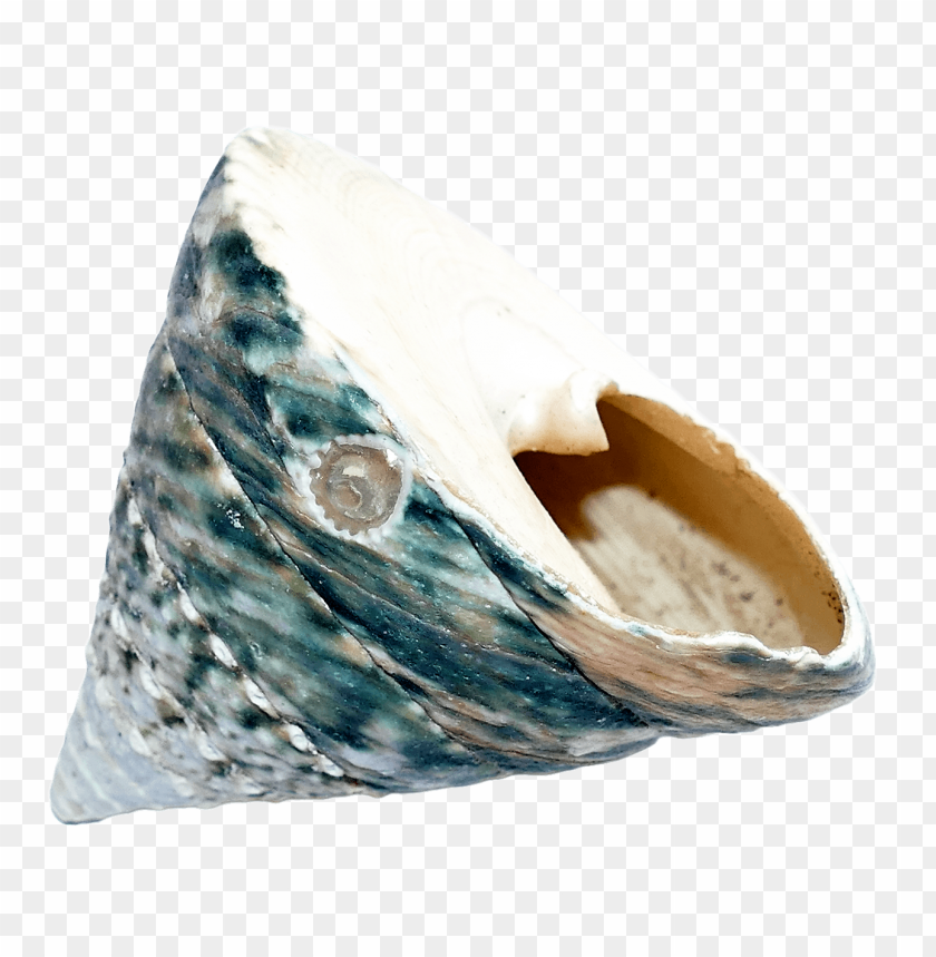PNG image of seashell with a clear background - Image ID 5828