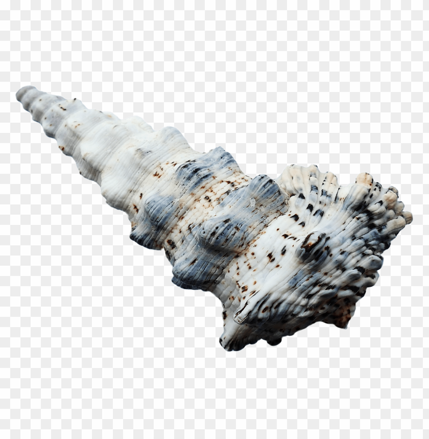 PNG image of seashell with a clear background - Image ID 5830