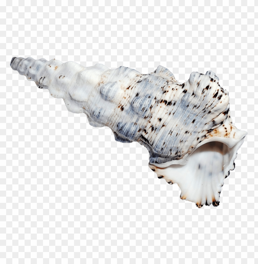 PNG image of seashell with a clear background - Image ID 5831