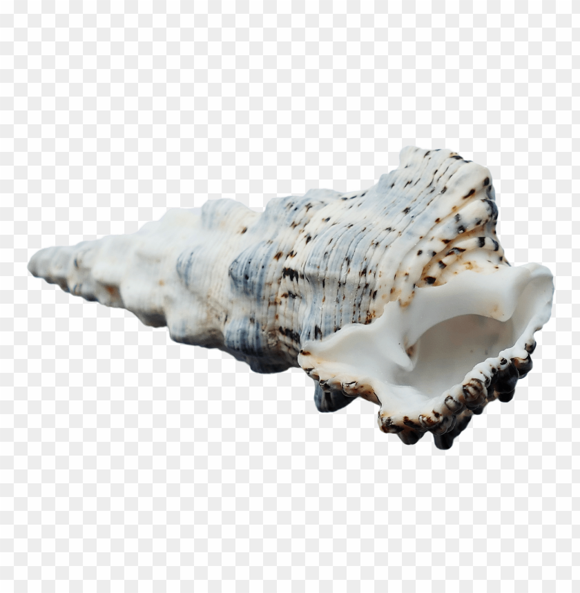 PNG image of seashell with a clear background - Image ID 5832