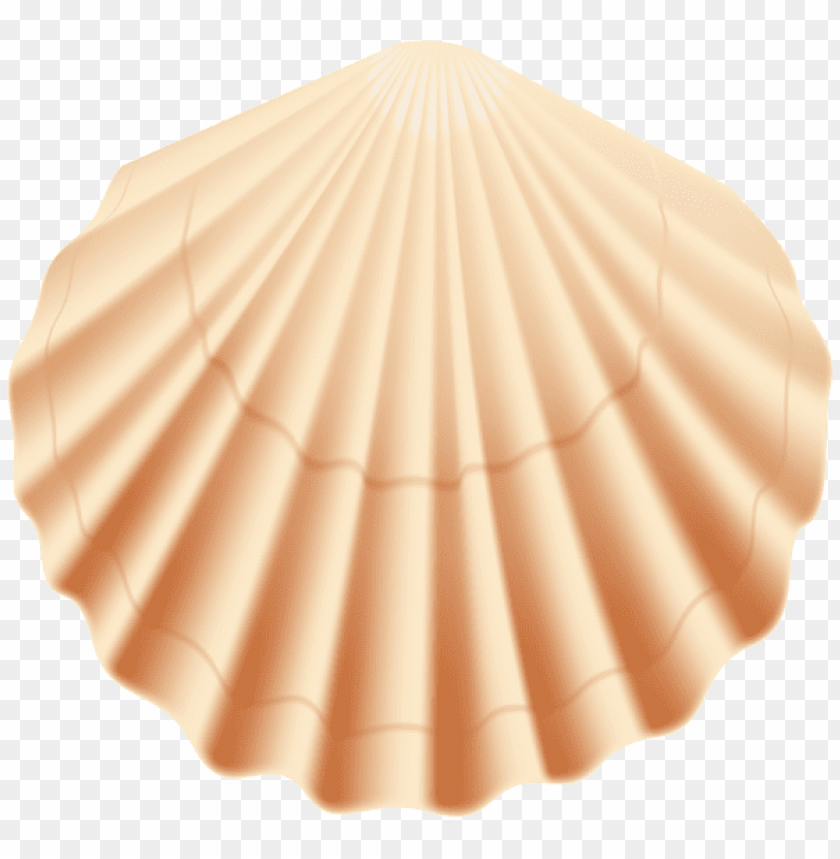 seashell transparent clipart png photo - 56311