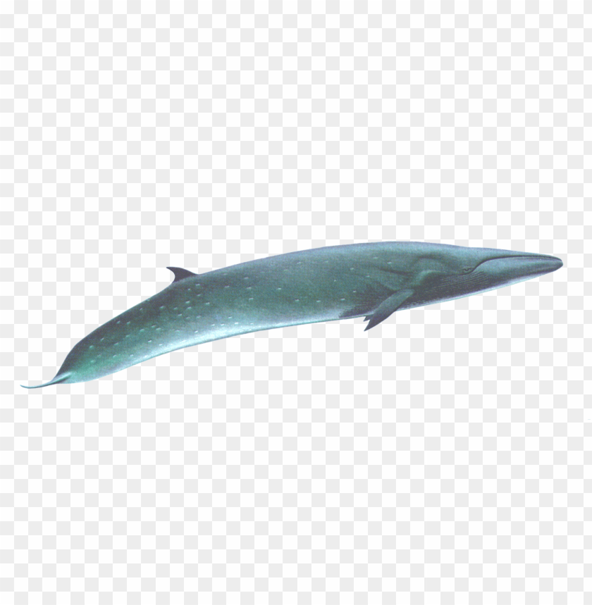 free PNG Download sei whale png images background PNG images transparent