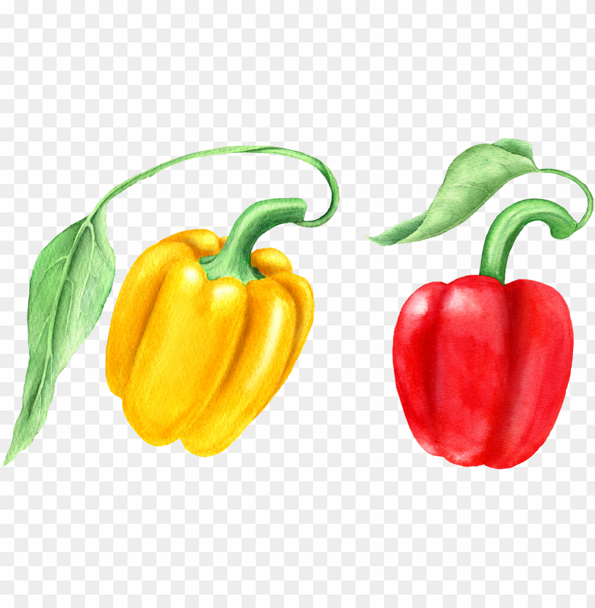 Set Of Two Yellow And Red Bell Peppers With Green Leaves Isolated Watercolor Illustration On PNG Image With Transparent Background
