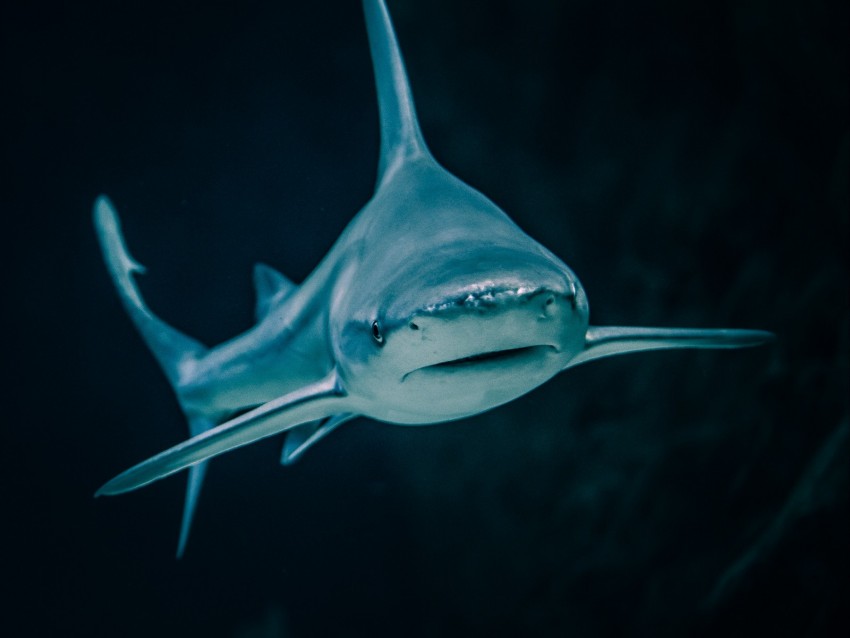 shark, fish, predatory, aquarium png - Free PNG Images | TOPpng